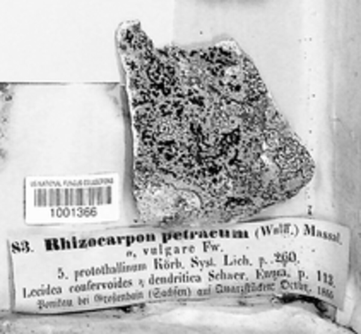 Rhizocarpon petraeum image